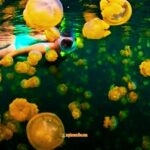 ubur ubur Danau Kakaban