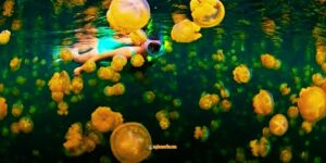 ubur ubur Danau Kakaban